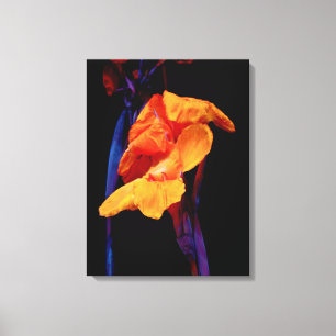 Canna Lilies on Black With Blue Canvas Print