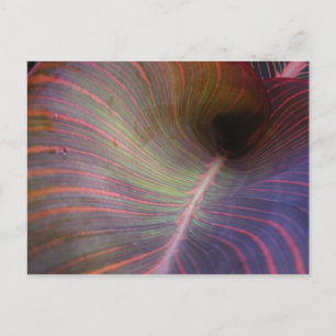 Canna Lily leaf ~ postcard