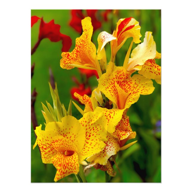 Canna lily photo print (Front)