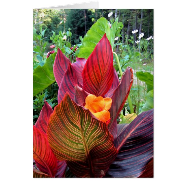 Canna Lily Stripes (Front)