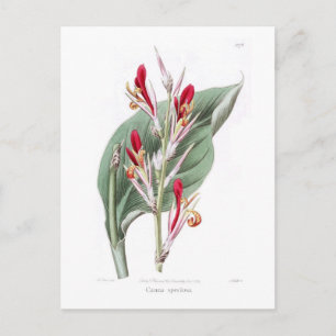 Canna speciosa postcard