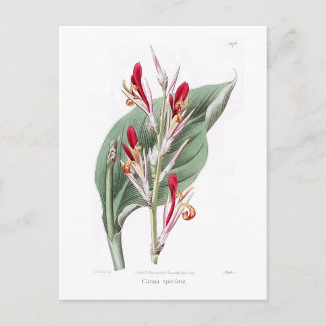 Canna speciosa postcard (Front)