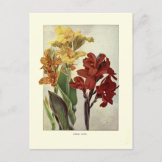 Cannas Postcard