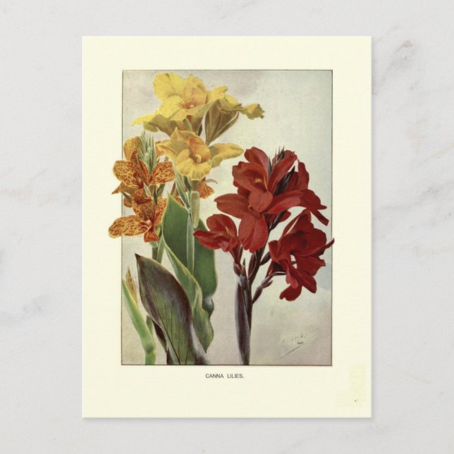 Cannas Postcard (Front)