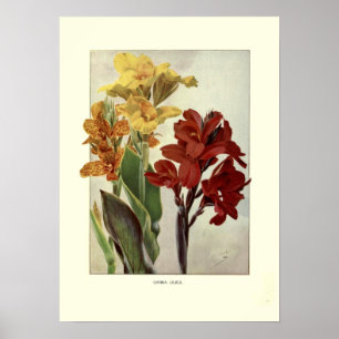 Cannas Poster