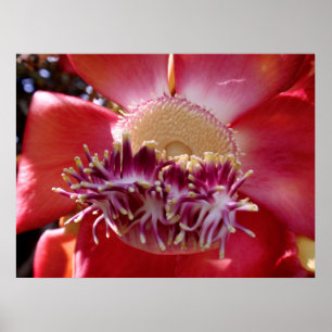 Cannonball Tree Blossom Poster