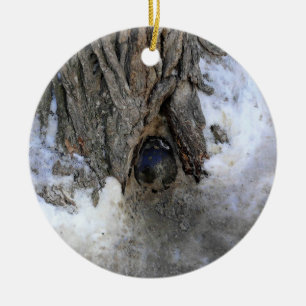 Cannonball Tree, Old Quebec City, Quebec, Canada Ceramic Tree Decoration