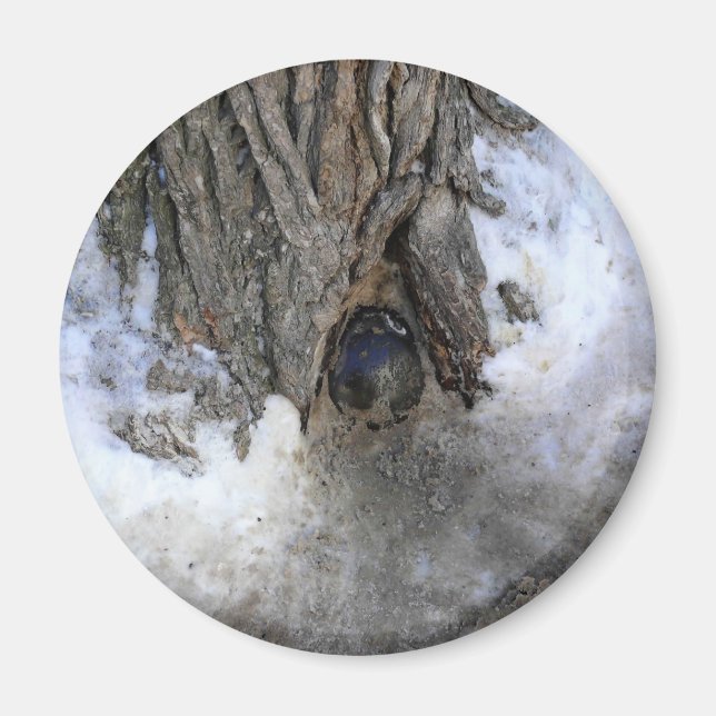 Cannonball Tree, Old Quebec City, Quebec, Canada Magnet (Front)