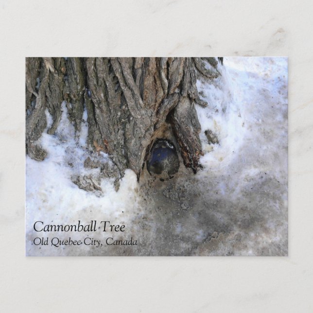 Cannonball Tree, Old Quebec City, Quebec, Canada Postcard (Front)