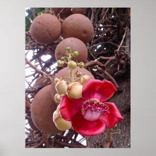 Cannonball Tree Poster