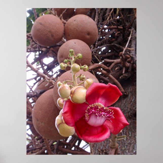 Cannonball Tree Poster (Front)