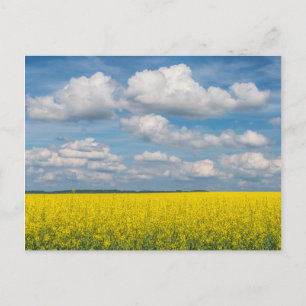 Canola Field & Clouds Postcard