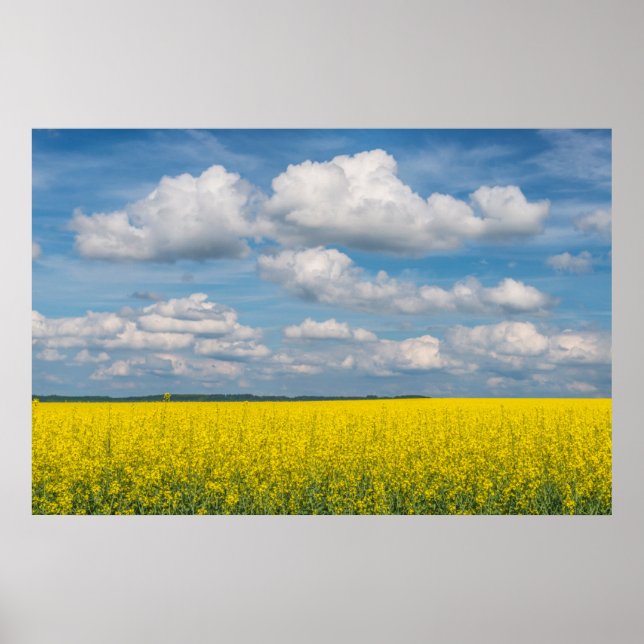Canola Field & Clouds Poster (Front)
