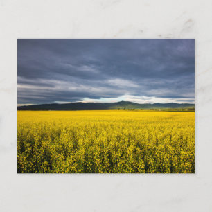 Canola field in morning light in the Flathead Postcard