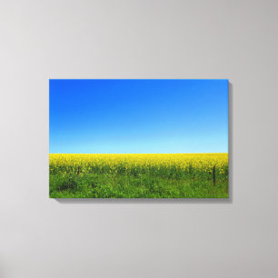 Canola Fields Canvas Print