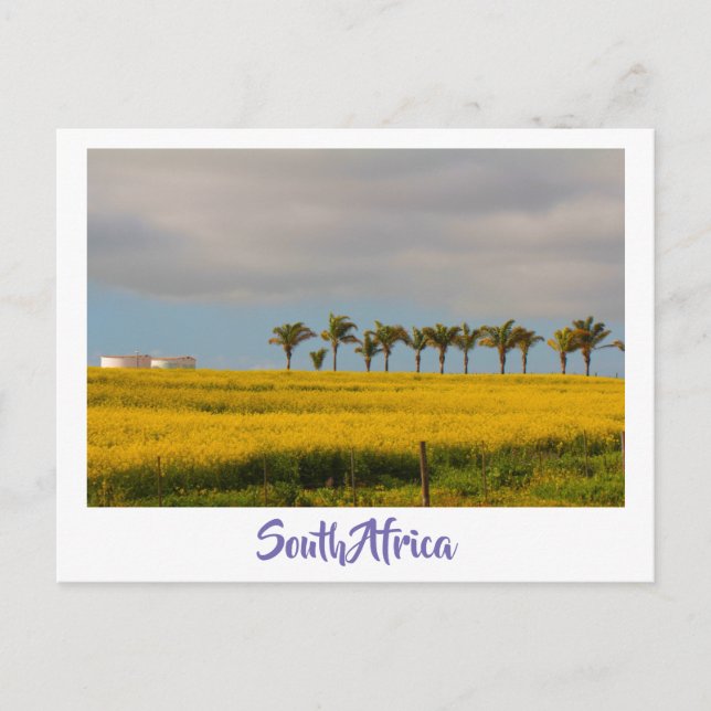 Canola Fields South Africa Landscape Postcard (Front)