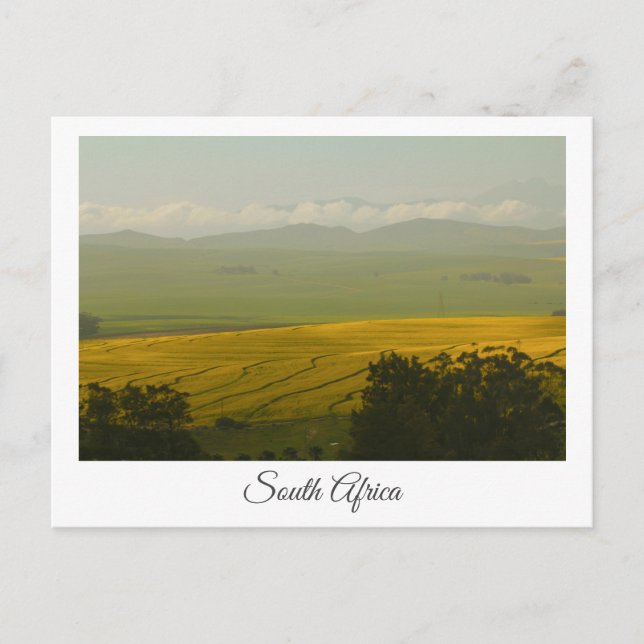 Canola Fields South Africa Landscape Postcard (Front)