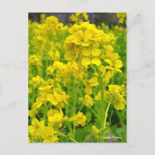 Canola Flower [Postcard] Postcard