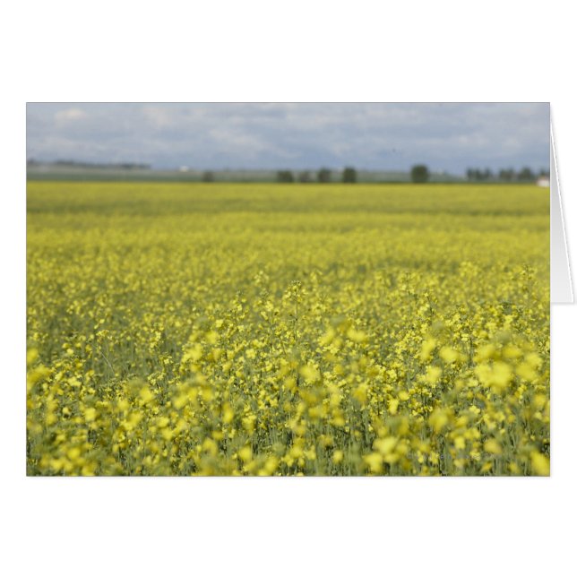 Canola flowering in field. (Front Horizontal)