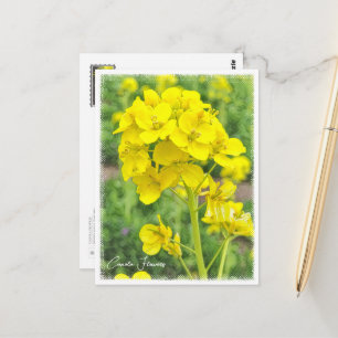 Canola Flowers Postcard
