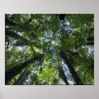 Canopies of ponga trees in lush native bush