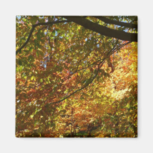Canopy of Fall Leaves I Yellow Autumn Nature Magnet