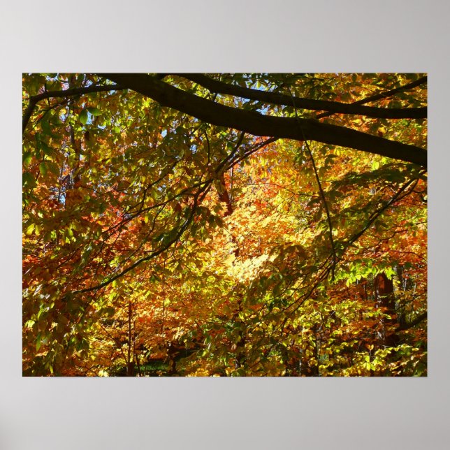 Canopy of Fall Leaves I Yellow Autumn Nature Poster (Front)