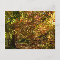 Canopy of Fall Leaves II Yellow Autumn Photography