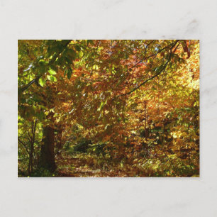 Canopy of Fall Leaves II Yellow Autumn Photography Postcard