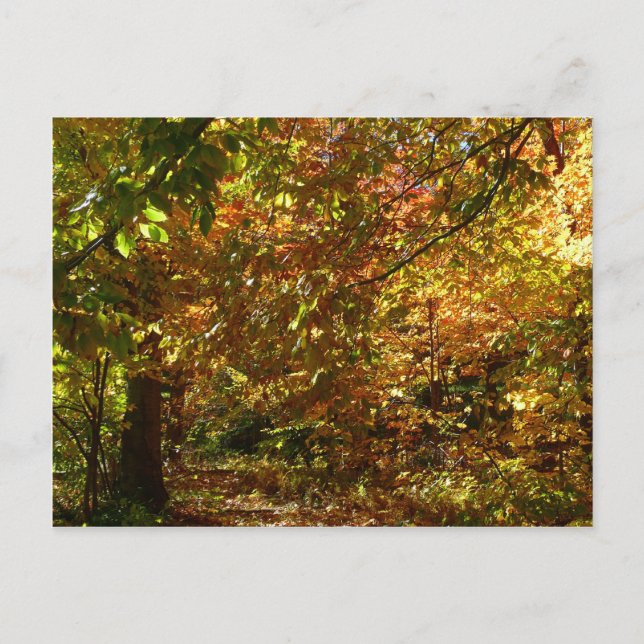 Canopy of Fall Leaves II Yellow Autumn Photography Postcard (Front)