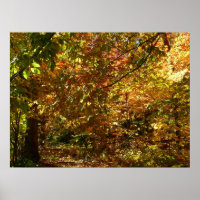 Canopy of Fall Leaves II Yellow Autumn Photography