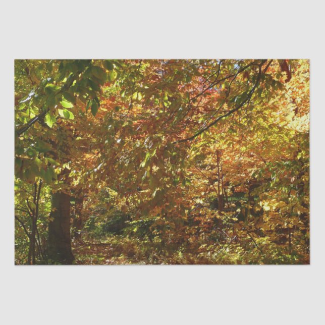 Canopy of Fall Leaves II Yellow Autumn Photography Tissue Paper (Front)