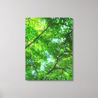 Canopy of Green, Leafy Branches with Blue Sky