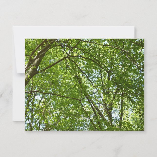 Canopy of Spring Leaves Green Nature Scene Card (Front)