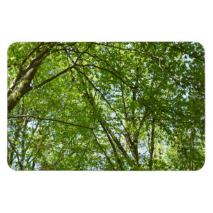 Canopy of Spring Leaves Green Nature Scene Magnet