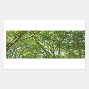 Canopy of Spring Leaves Green Nature Scene Rectangular Sticker