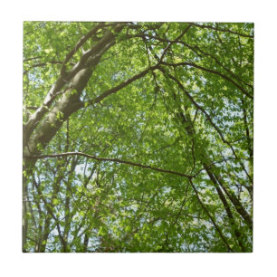 Canopy of Spring Leaves Green Nature Scene Tile