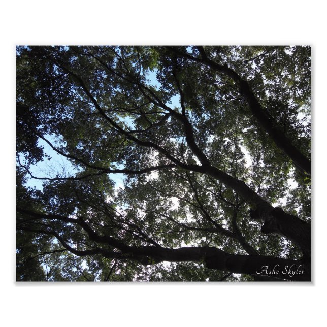 Canopy Photo Print (Front)