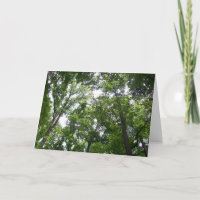 Canopy