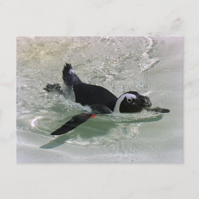 Can't Get Mad at Looking at a Penguin! Postcard (Front)