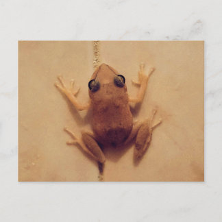 Canta Coquí Postcard