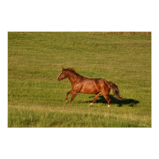 Cantering Sorrel Mare & Ranch Pasture Equine Photo Poster (Front)