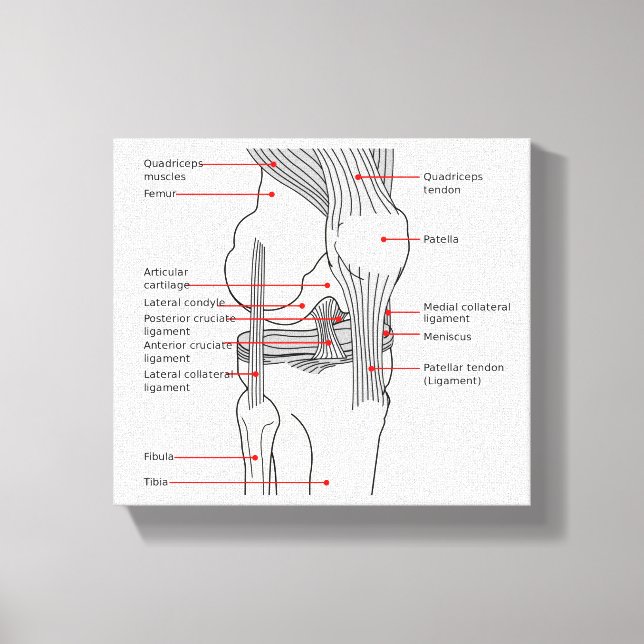 Canvas Anatomical Diagram human right knee joint Print (Front)