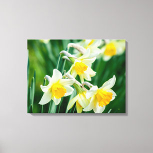 Canvas Art-Daffodils Print