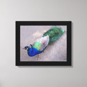 Canvas Art Peacock