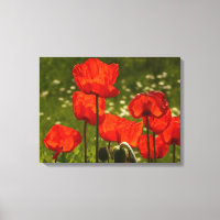 Canvas Art-Poppies