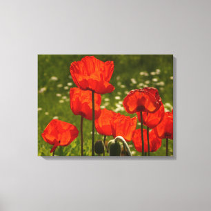 Canvas Art-Poppies Print