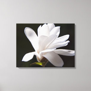 Canvas Art-Star Magnolia Flower