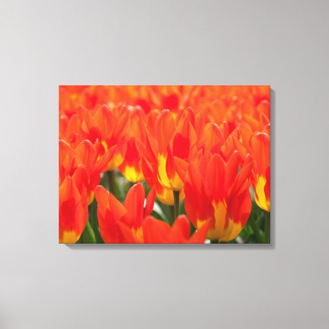 Canvas Art-Tulips Print (Front)