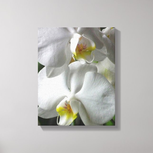 Canvas Art-White Orchids Print (Front)